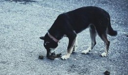 视频爆料狗狗吃屎图片大全,真实图片大曝光